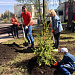 Традиционная посадка аллеи Клуба Директоров 